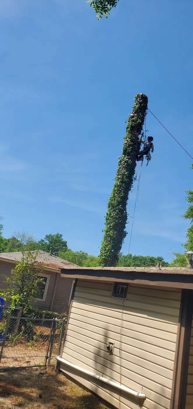 Tall ivy-covered trunk during removal near a home