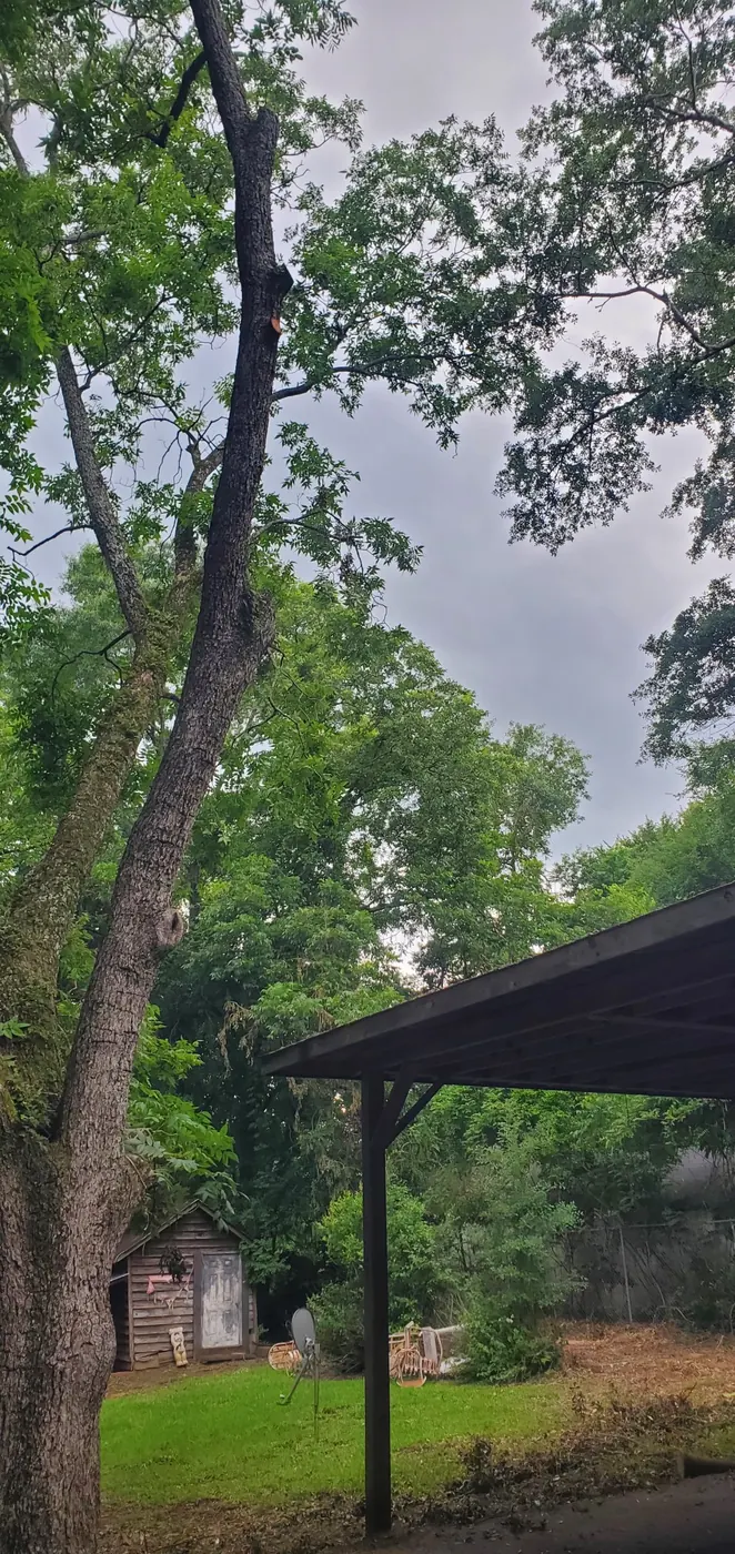 Partially pruned tree close to a carport roof
