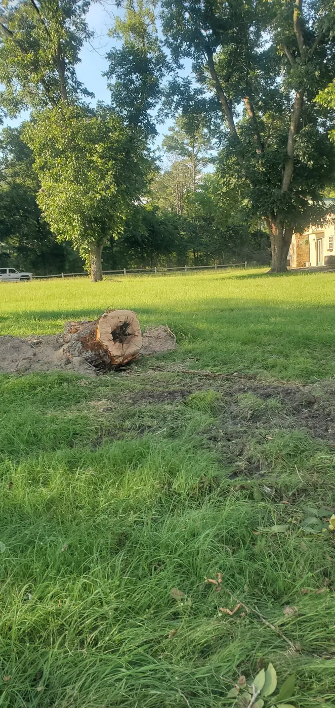 Wide view of a cut stump and surrounding lawn